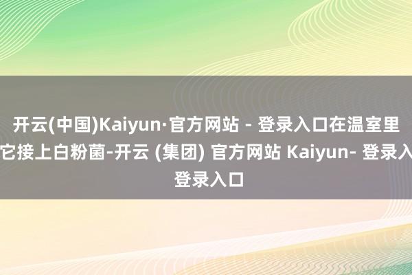 开云(中国)Kaiyun·官方网站 - 登录入口在温室里给它接上白粉菌-开云 (集团) 官方网站 Kaiyun- 登录入口